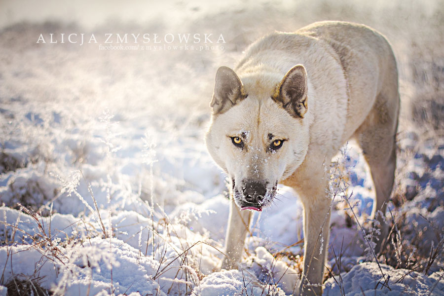 chien-loup-dans-paysage-enneige
