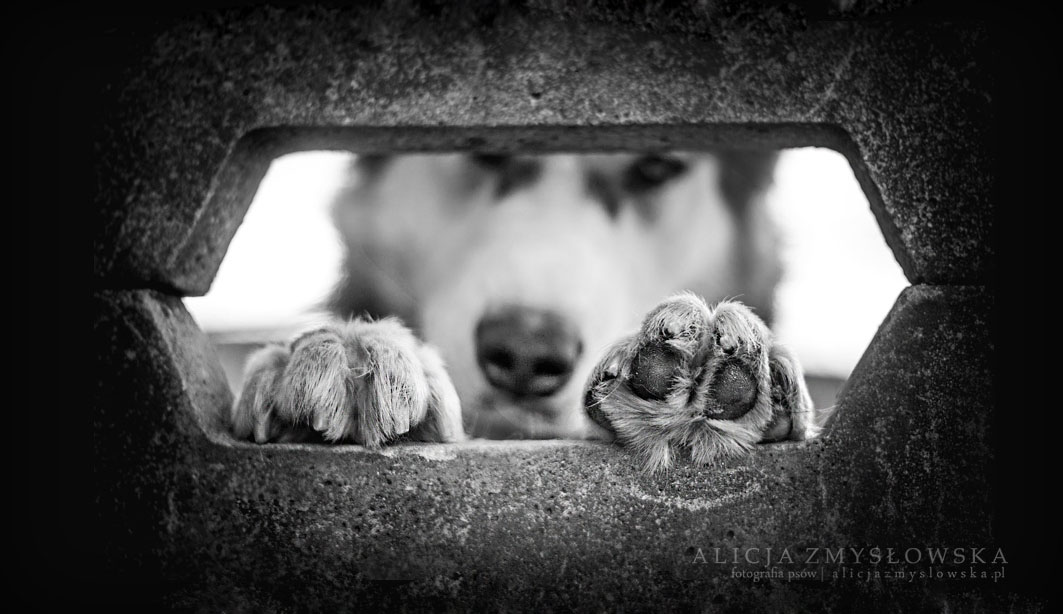 chien-poste-derriere-barriere