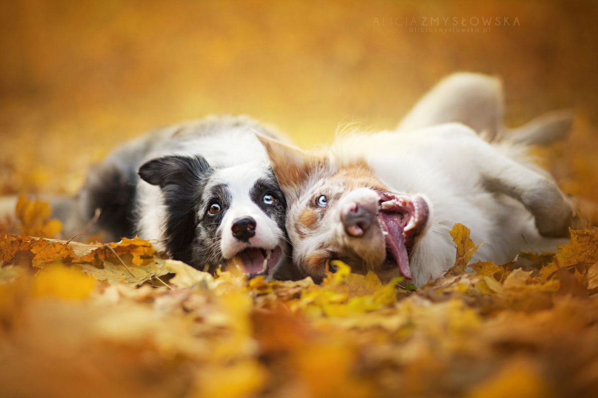 chiens-roulades-dans-feuilles