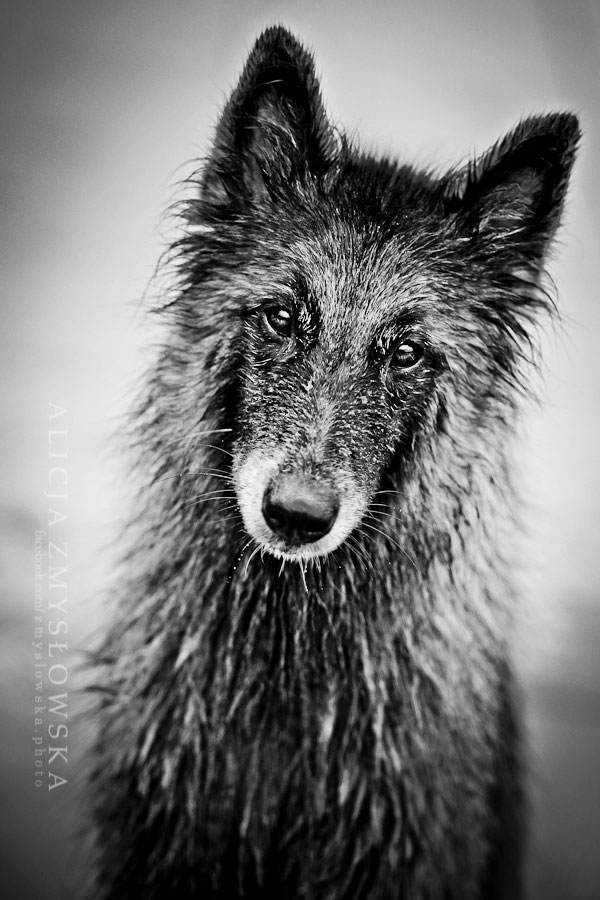 chiot-poils-ebouriffe