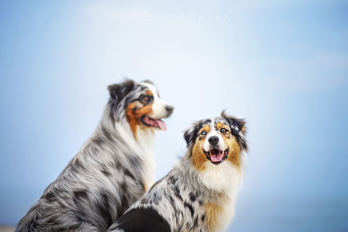 couple-bergers-australiens