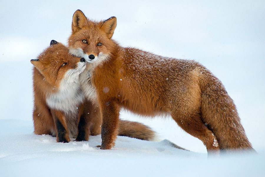 couple-renard-neige