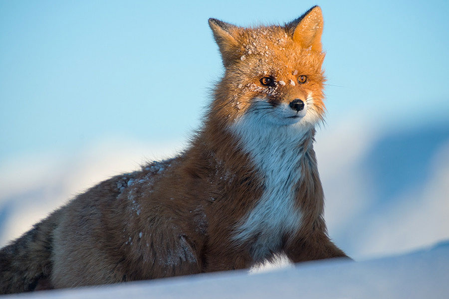 elegant-renard-neige