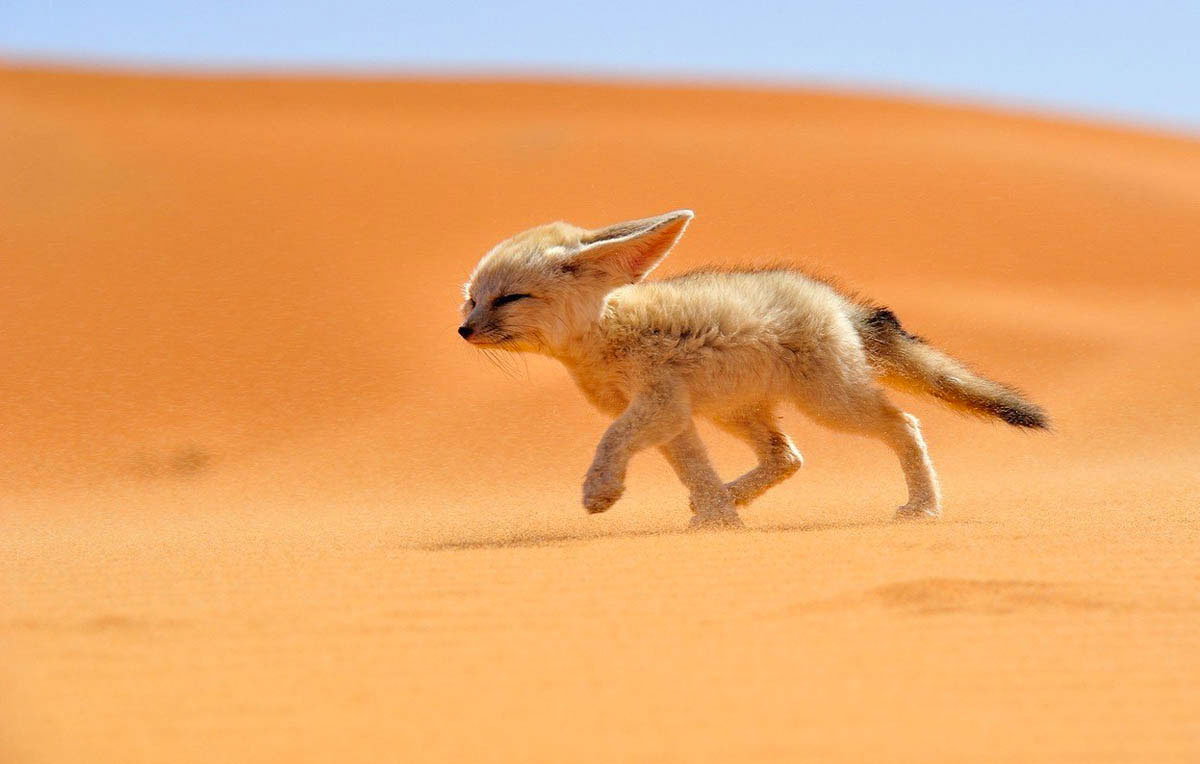 fennec-sable
