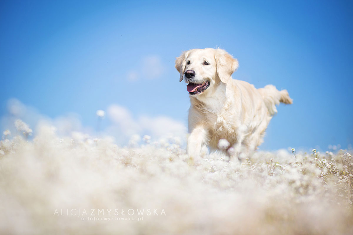 golden-retriever
