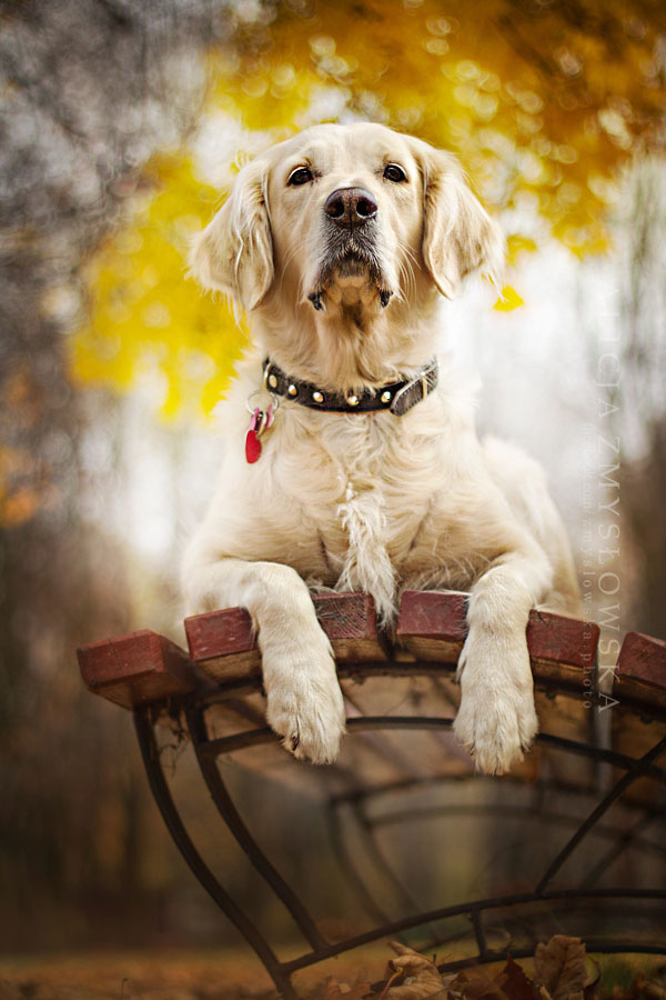 golden-retriver-sur-banc