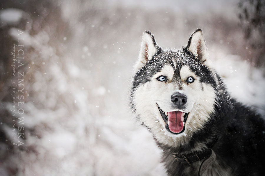 huskie-paysgae-neige
