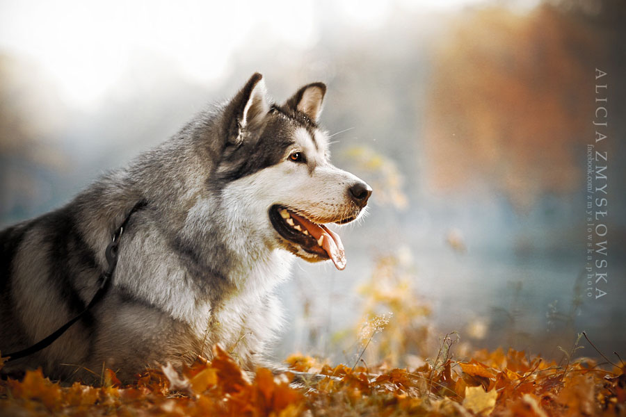 huskies-dans-feuilles