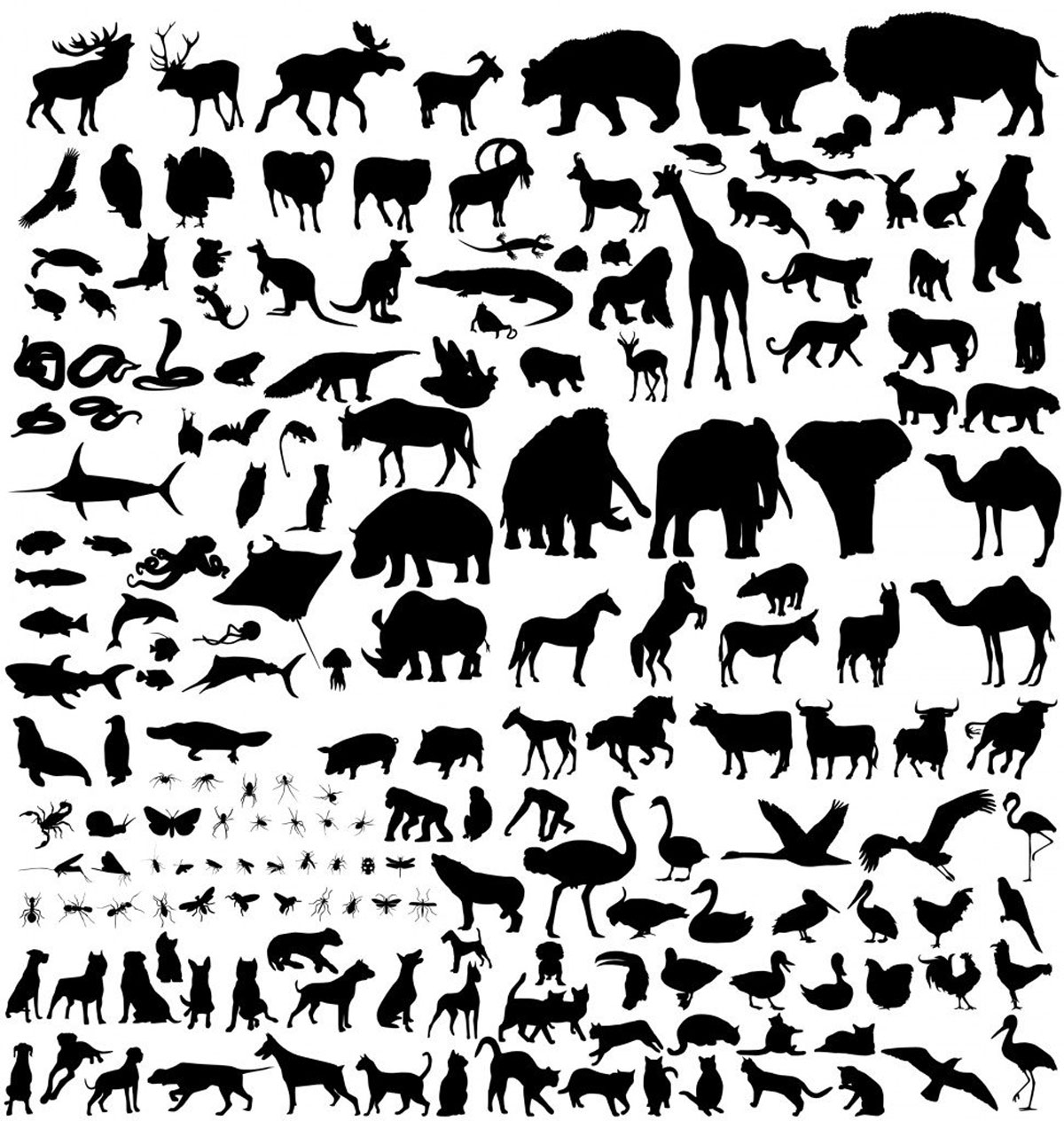 illustration-evolution-especes-animales
