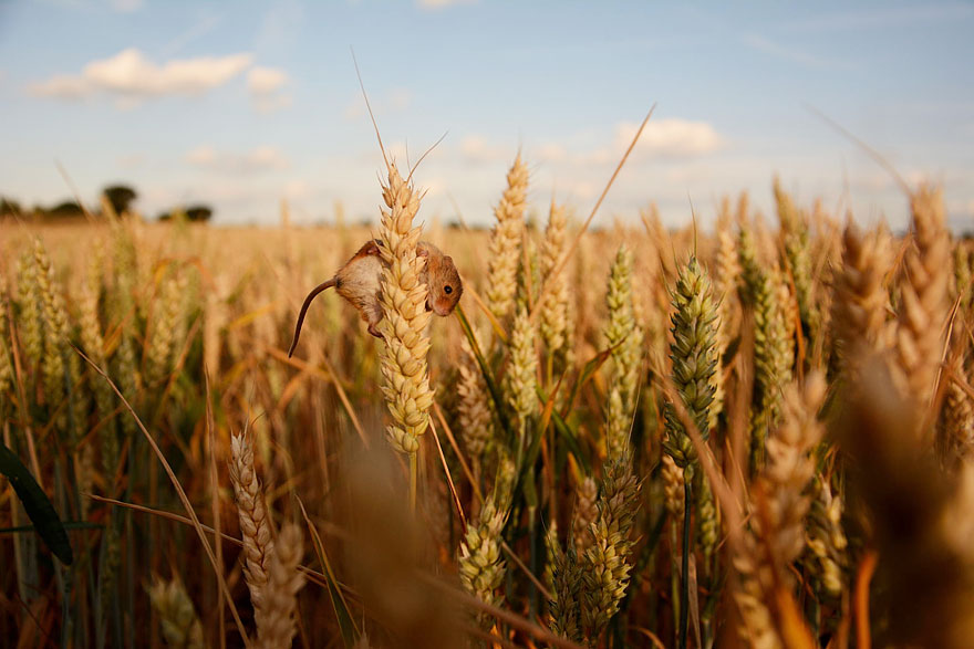 minuscule-souris-nature-09