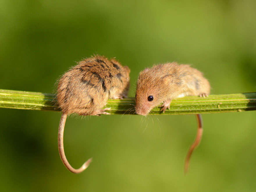 minuscule-souris-nature-10