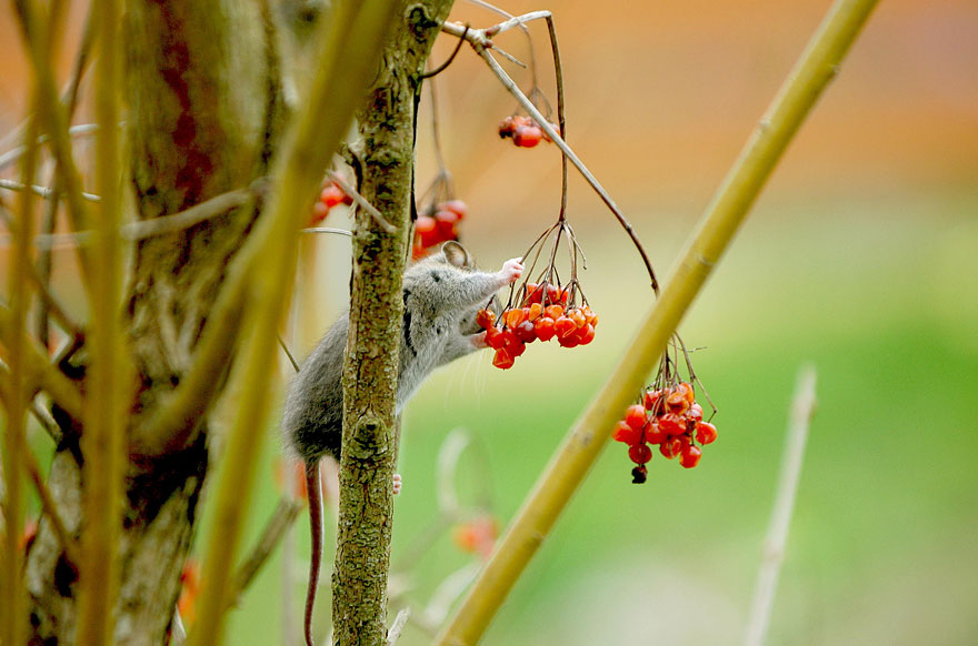 minuscule-souris-nature-13