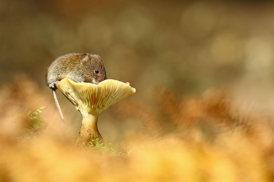minuscule-souris-nature-15