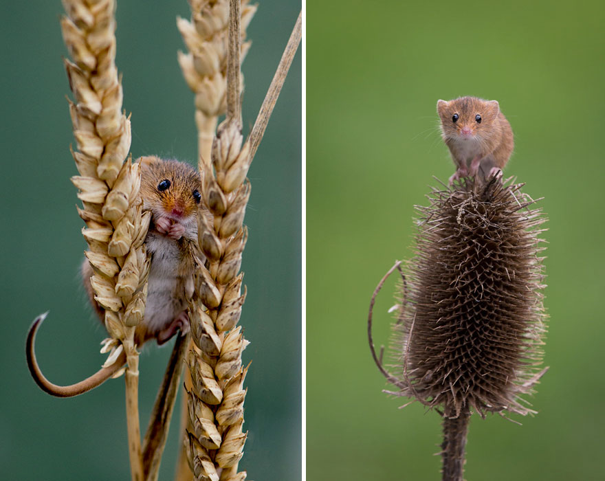 minuscule-souris-nature-21