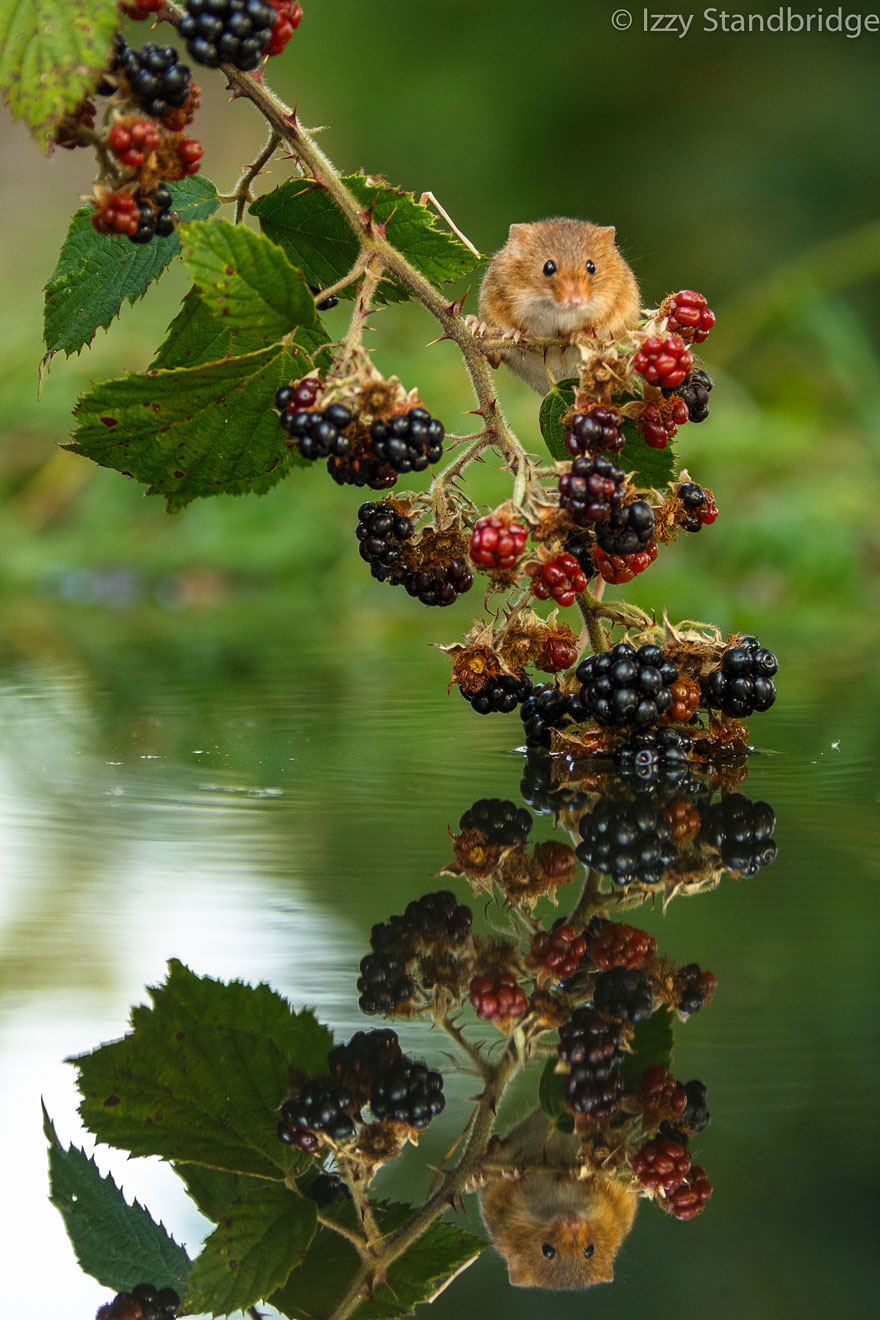 minuscule-souris-nature-23