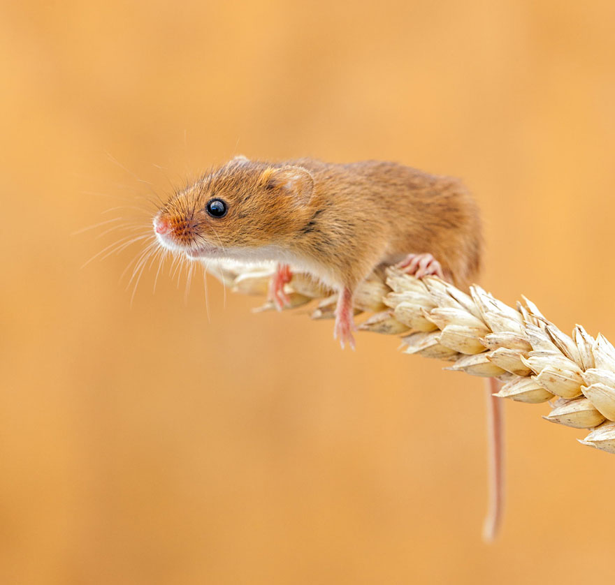 minuscule-souris-nature-24