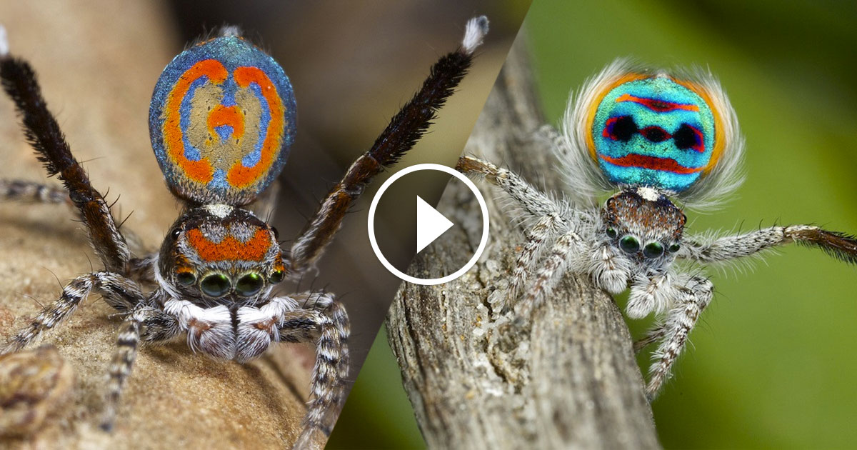 parade-nuptiale-une-v1