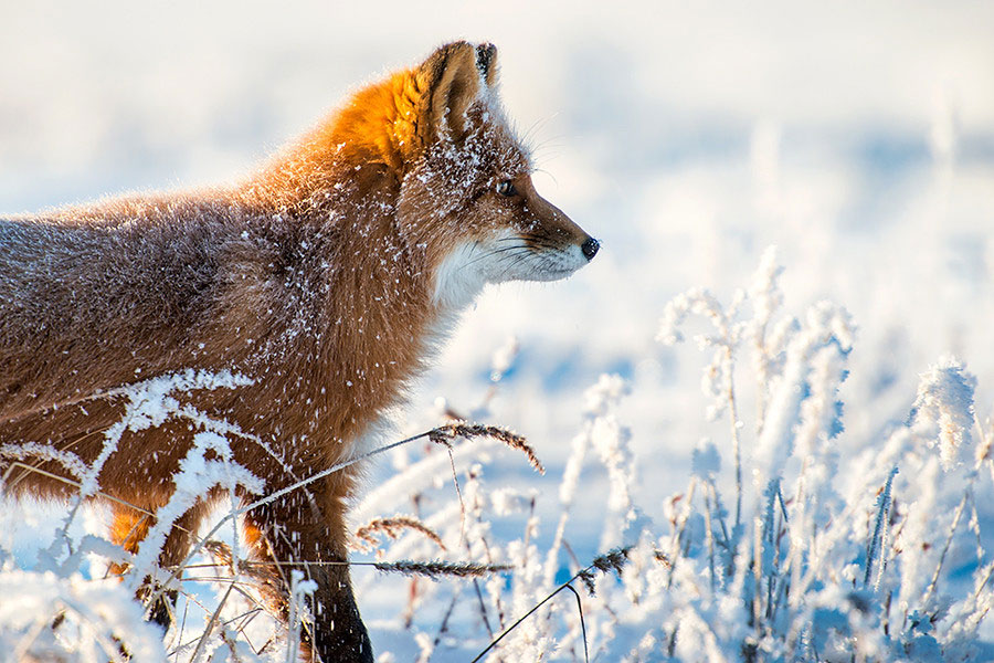 pelage-orange-renard-techete-neige
