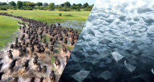 photographies-exceptionnelles-migration-une