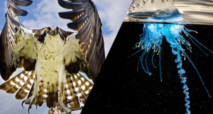 photographies-selection-national-geographic-une