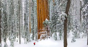 plus-vieil-arbre-du-monde-une