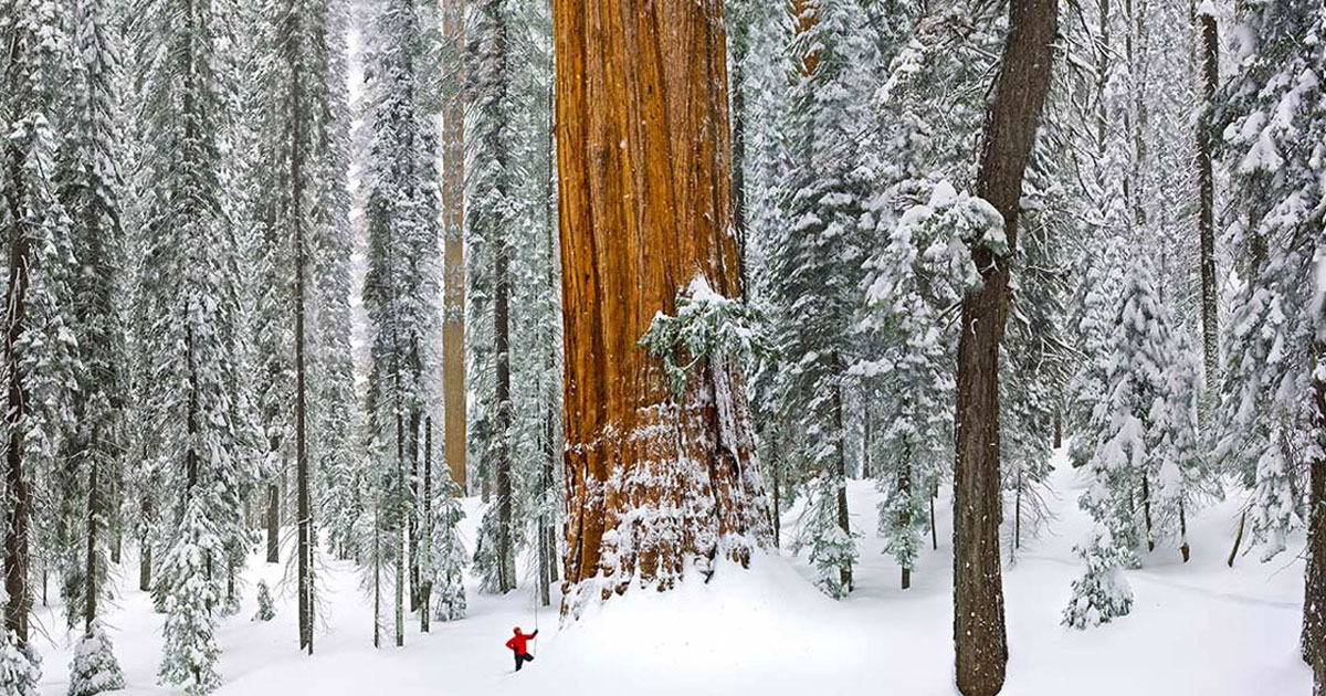plus-vieil-arbre-du-monde-une