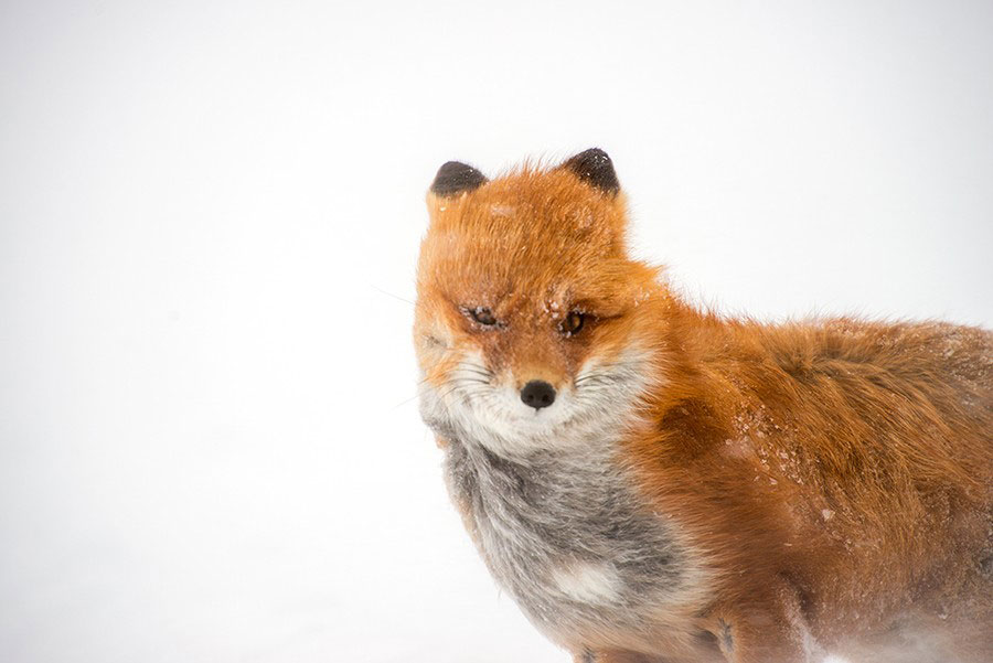 poils-souffles-par-vent