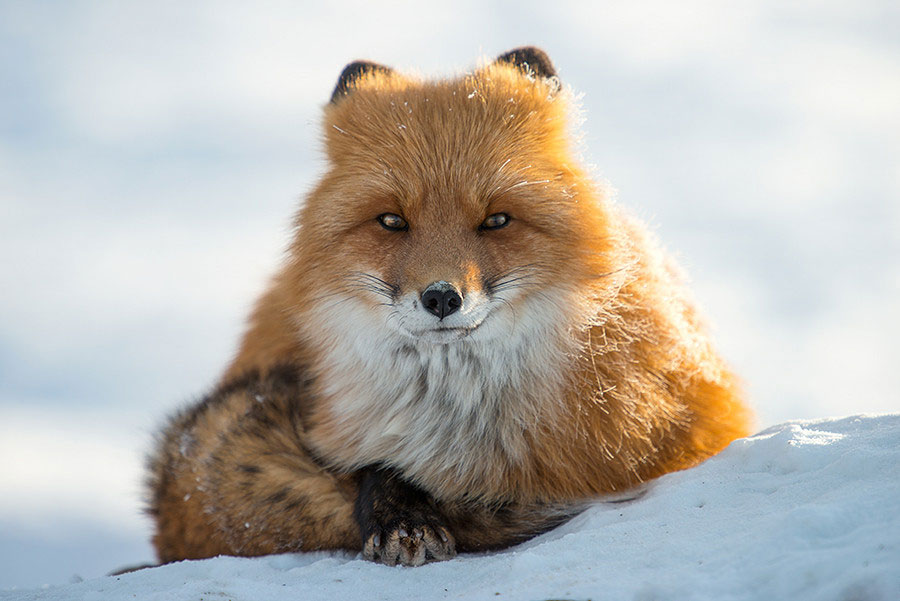 renard-couche-dans-neige