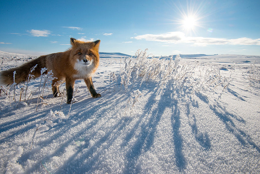 renard-soleil-neige