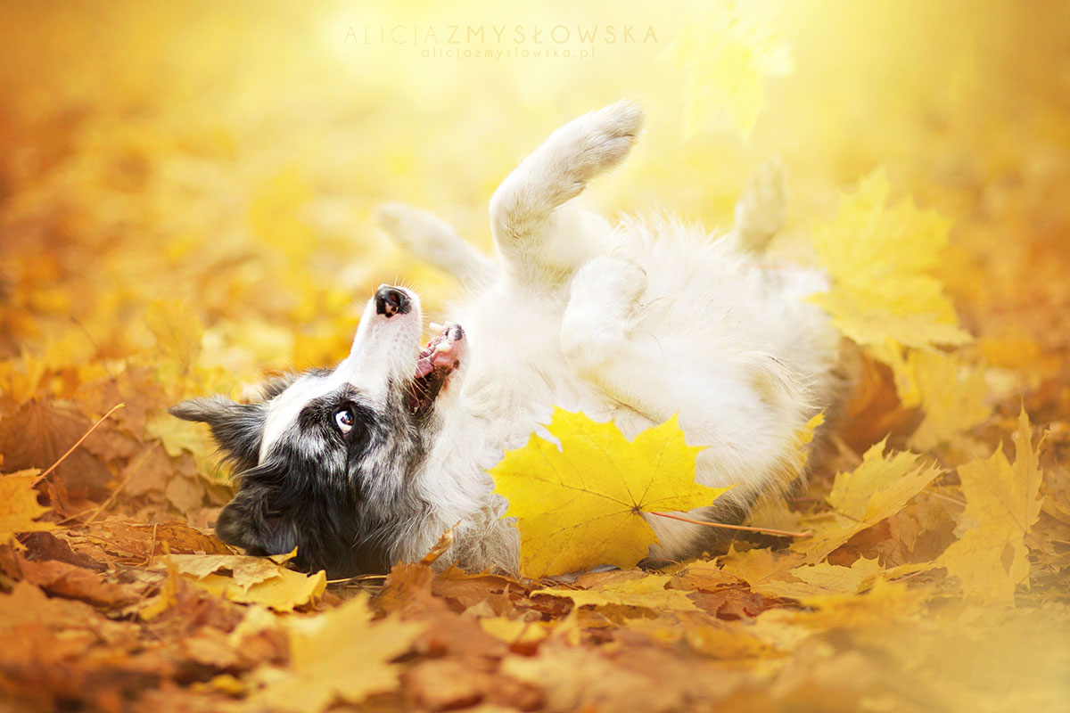 roulade-dans-feuille