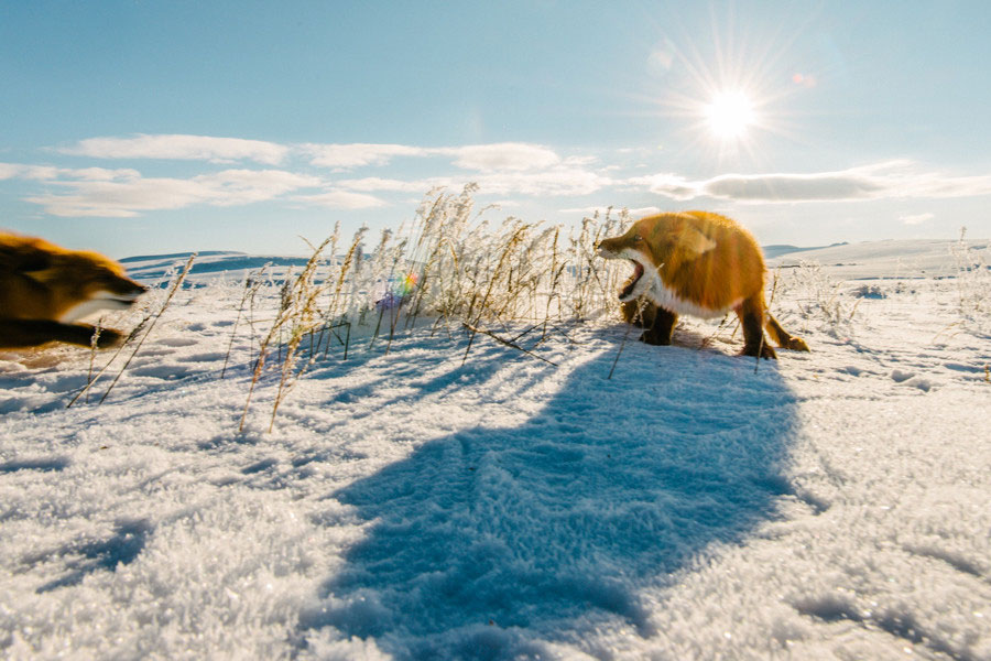 russie-nord-est-renards