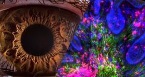 theorie-evolution-jeremy-england-une