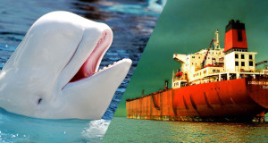 une belugas