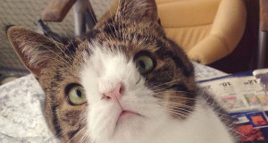 Monty-mignon-petit-chat