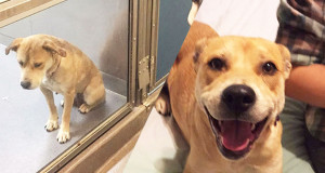 UNE-adoption-chien-chat