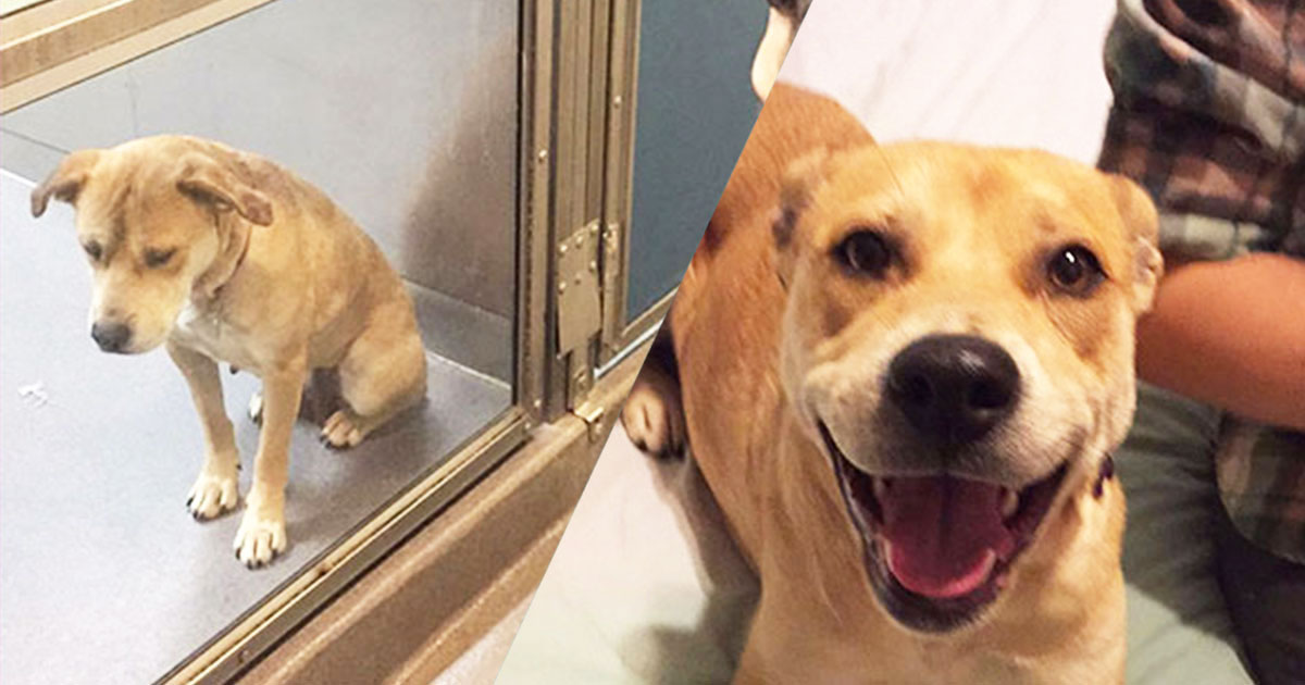 UNE-adoption-chien-chat