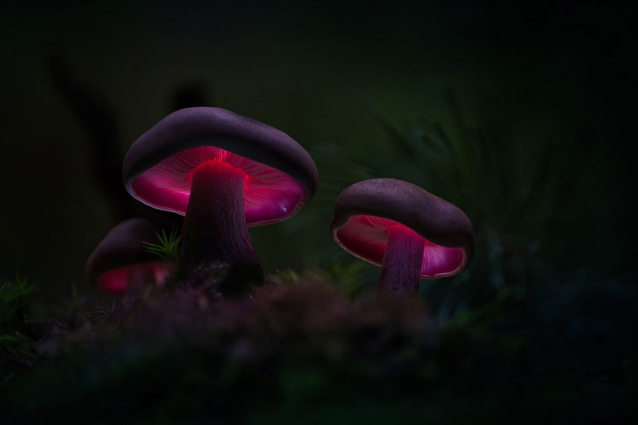 champignon-illumine-rose