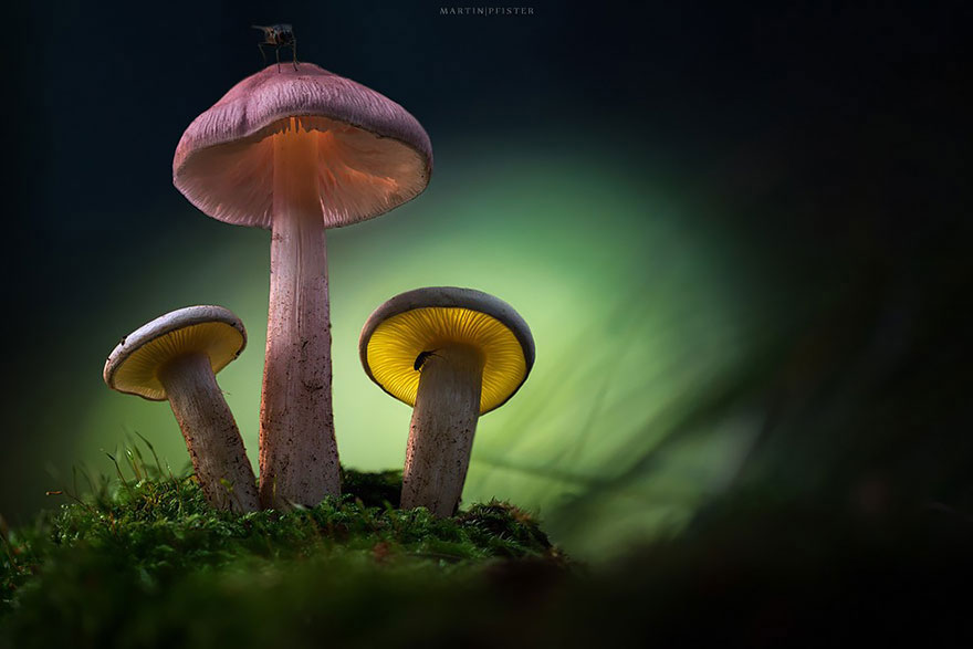 champignon-rose