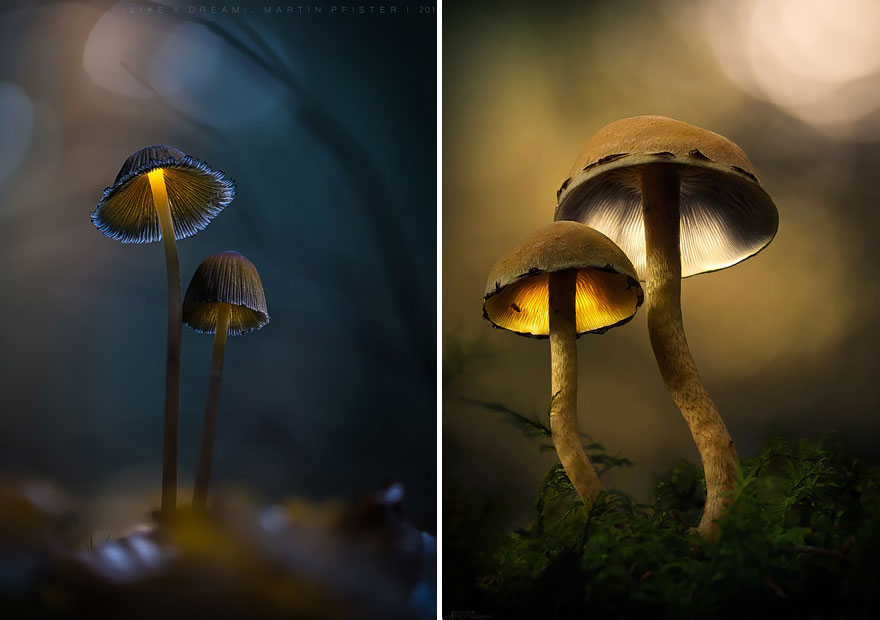 champignons-chapeau-bleu-orange