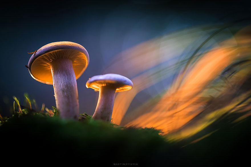 champignons-violet-orange