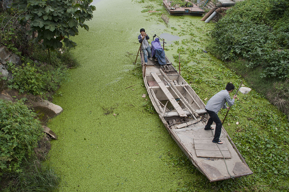 chine-pollution-algue-verte