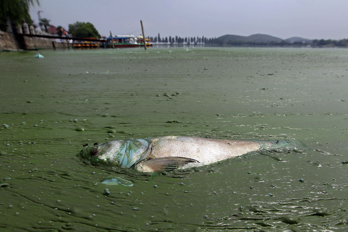 chine-pollution-poisson-mort-vert