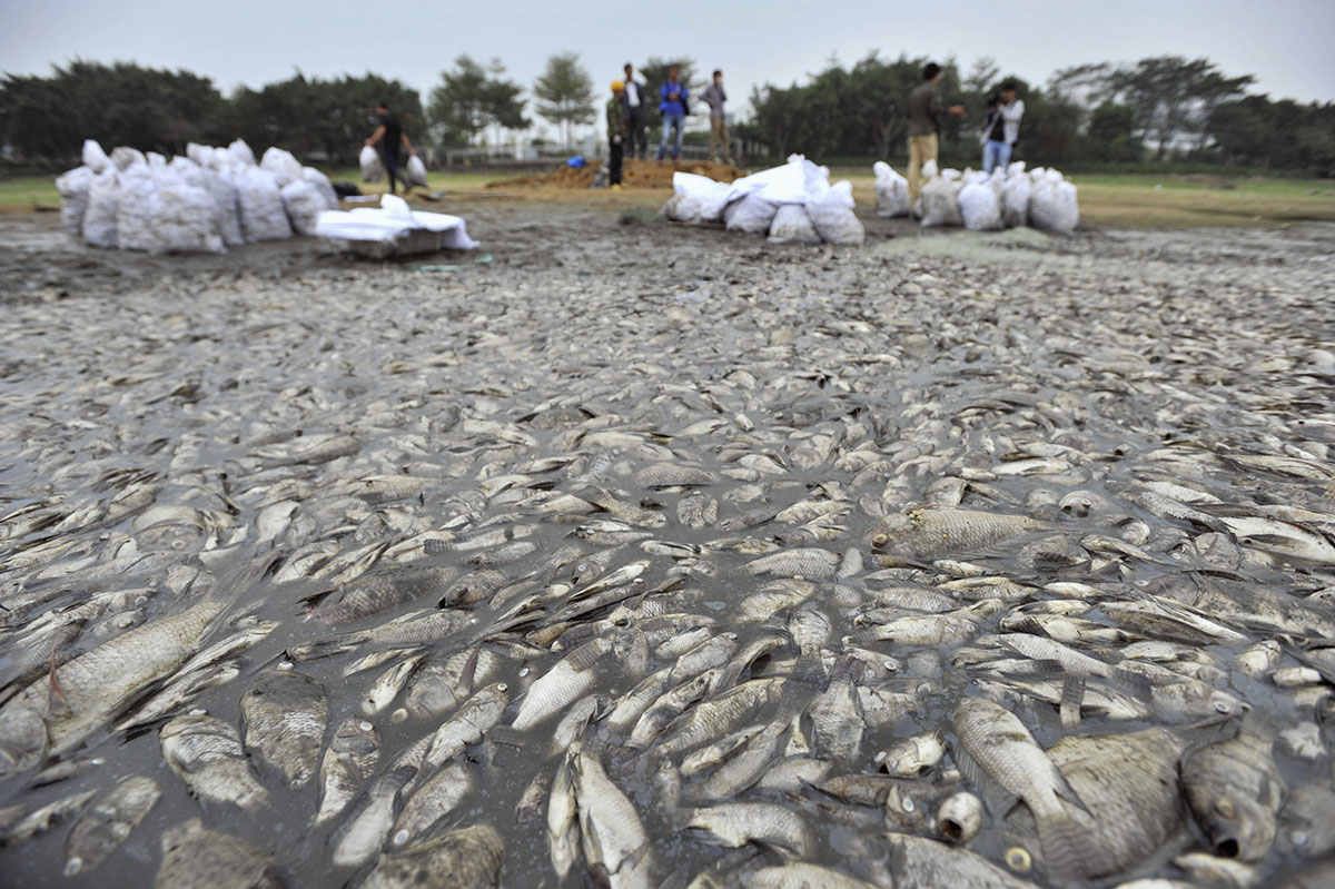 chine-pollution-poissons-morts