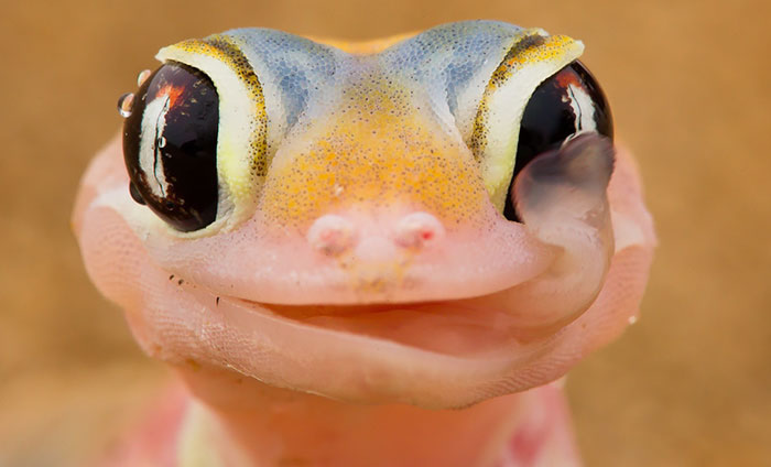 gecko
