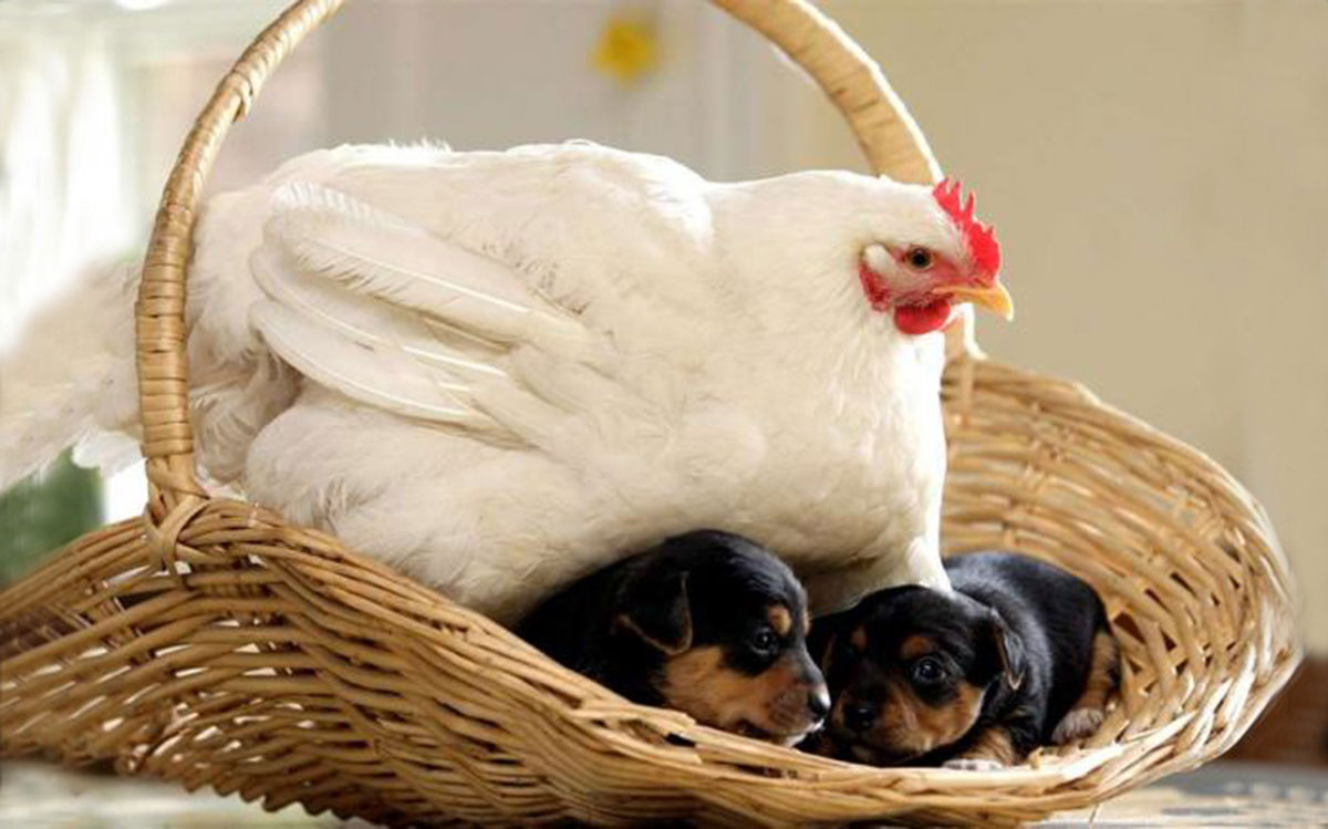 poule-chiots