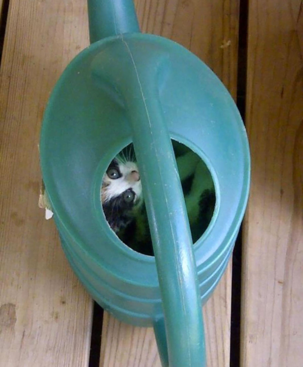 30-ninja-cats-that-have-mastered-the-ancient-art-of-ninjutsu13