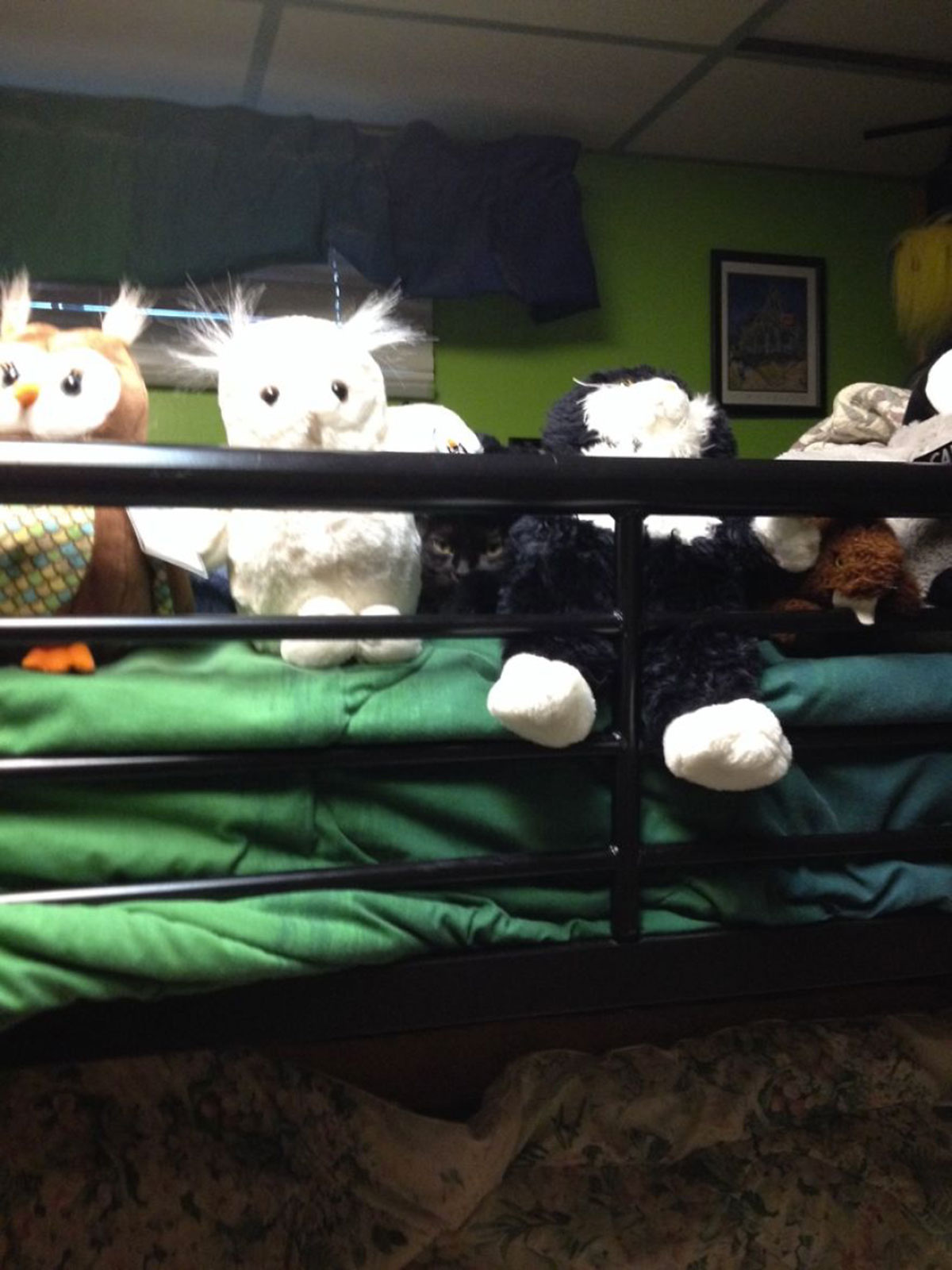 30-ninja-cats-that-have-mastered-the-ancient-art-of-ninjutsu24