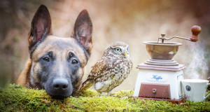 Une chien chouette amis