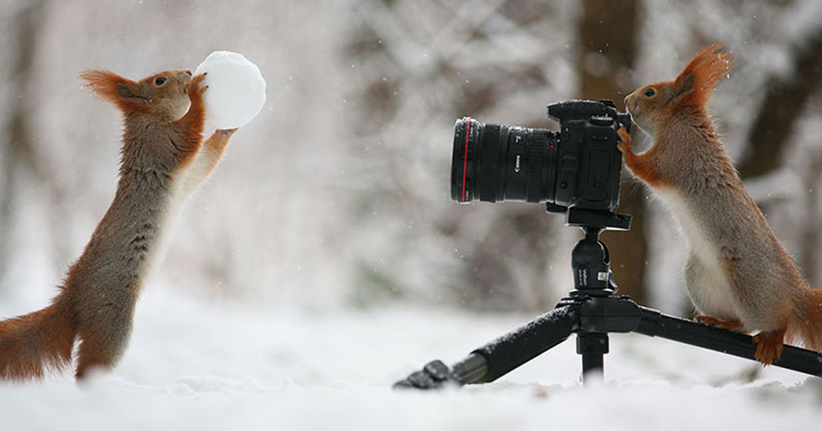ecureuil-image-neige