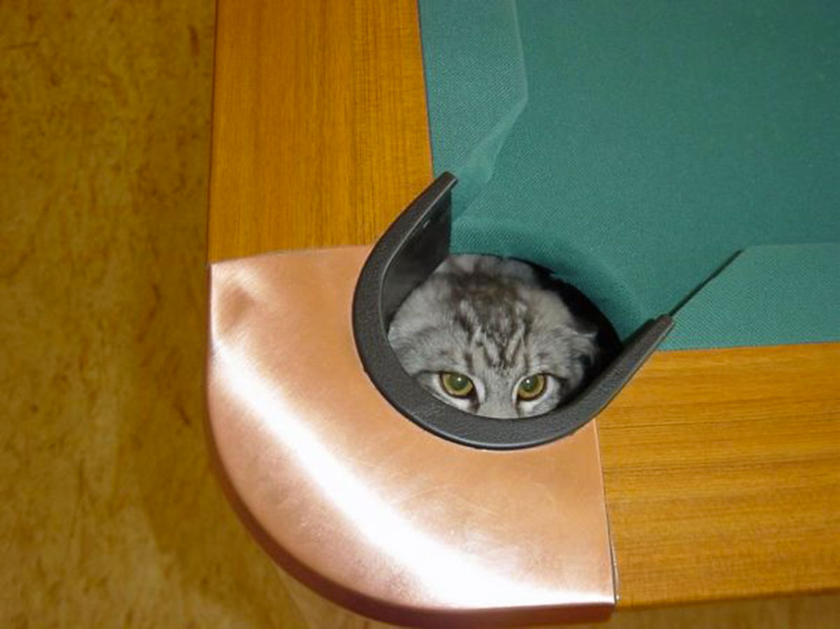 ninja-cat-hiding-funny-17__605